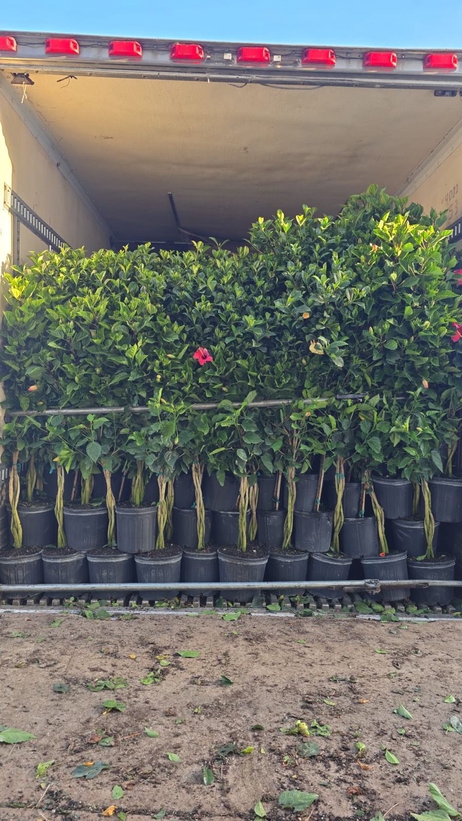 Reefer trailer loaded with potted flowering plants and nursery stock