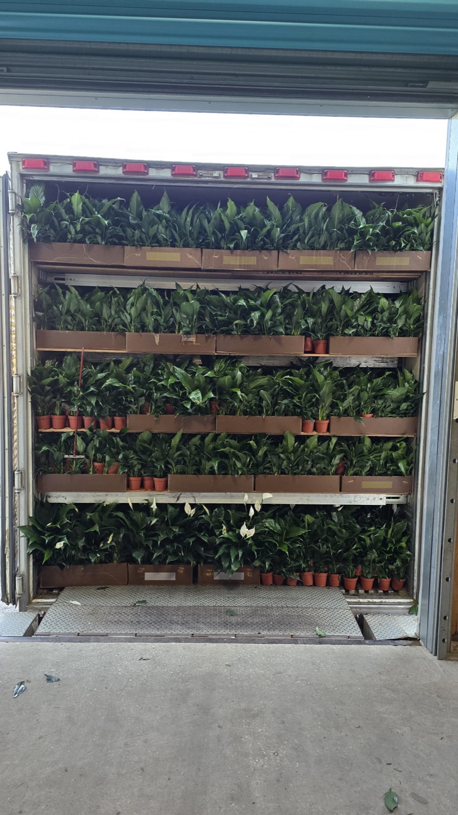 Open reefer doors showing tiers of potted peace-lily plants loaded for transport